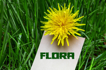 Flora