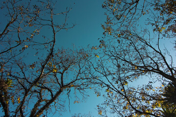 trees in the sky