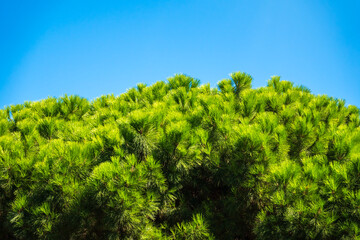 Green pine tree with long needles on a background of blue sky. Freshness, nature, concept. Latin: Pinus brutia