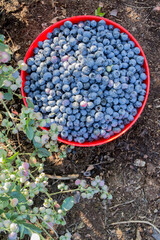 Blueberries on a plantation in the garden. Blueberries in a plate