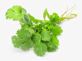 fresh coriander leaves isolated on white background