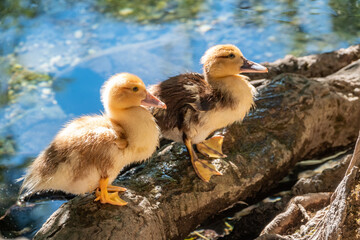 Cute little ducklings standing in a lake coast