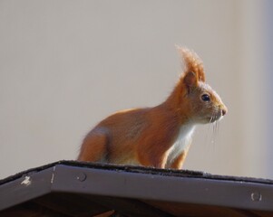 Eichhörnchen