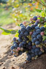 Blueberries on a plantation in the garden.