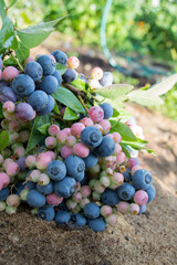 Blueberries on a plantation in the garden.