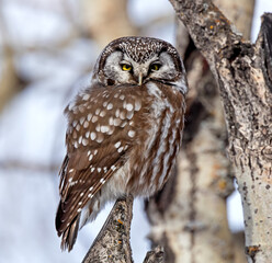Portrait of a Boreal Owl perching.
