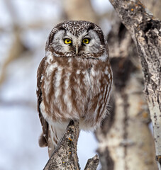 Portrait of a Boreal Owl