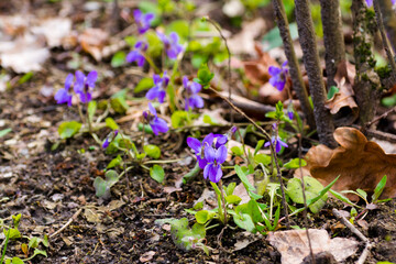 Group of sweet violet in a forest in early Spring