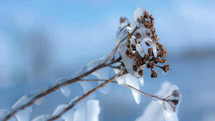 Ice covered branches