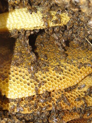 natural honeycombs and bees on them 