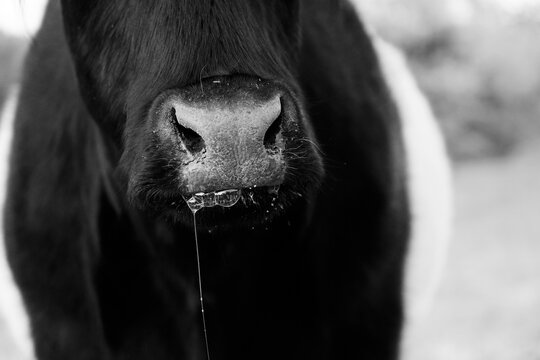 Belted Galloway cow with spit bubbles and slobber on mouth in black and white.