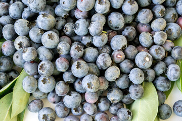 Fresh Blueberries in a bowl on white background. Juicy wild forest berries, bilberries. Fresh ripe blueberry with leaf isolated