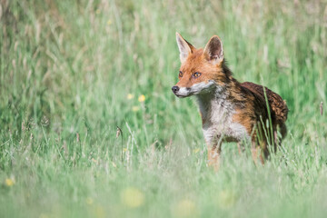 Red Fox in Grass Meadow