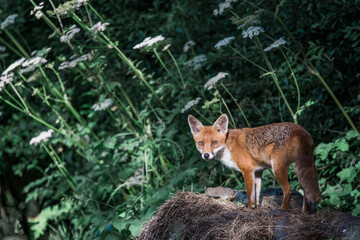 Red Fox in Grass Meadow