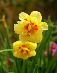 Daffodil (Narcissus) Tahiti with water droplets on petals