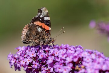 A side portrait of an vanessa atalanta butterfly, also called a red admiral. The insect is sitting on the flowers of a pink buddleja bush and is feeding itself.