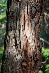 Obraz premium natural background. intricate pattern of tree bark.