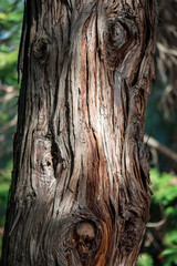 natural background. intricate pattern of tree bark.