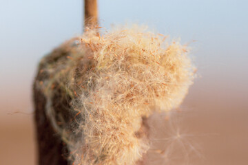Fluffy cattail against sky