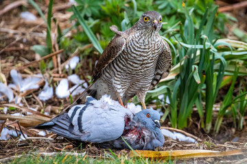 Sparrow Hawk with prey