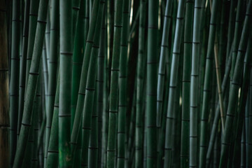 bamboo grows in a dense wall