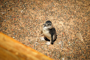 Young Magellanic Penguin, Punta Tombo, Patagonia, Argentina.