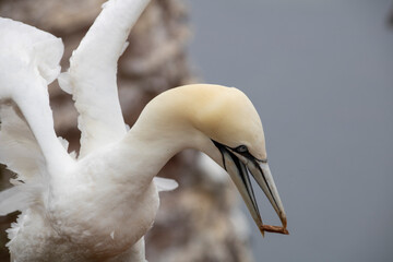 Helgoland Basstölpel