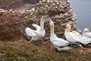 Helgoland Basstölpel