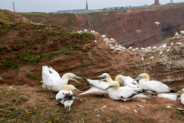 Helgoland Basstölpel