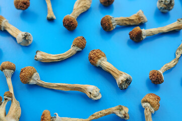 Pattern of dried psilocybin mushrooms on bright blue background. Psychedelic magic mushroom Golden...