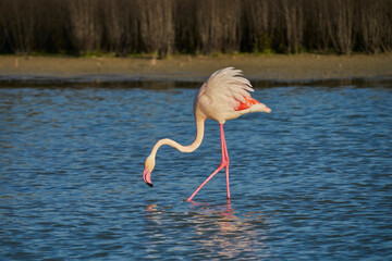Common flamingo or pink flamingo (Phoenicopterus roseus) in the natural reserve of the Fuente de Piedra lagoon in Malaga. Spain