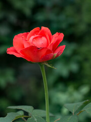 blossoming red rose on a green background