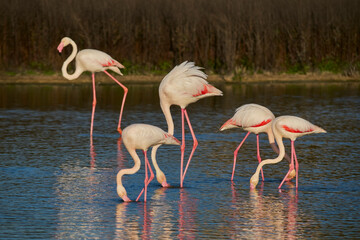 group of common flamingos or pink flamingo (Flamingo) in the natural reserve of the Fuente de Piedra lagoon in Malaga. Spain