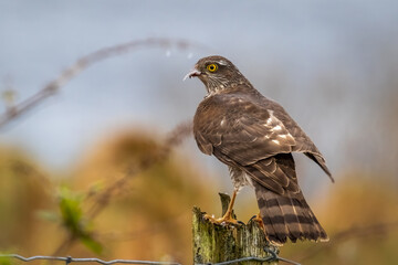 Sparrow Hawk 