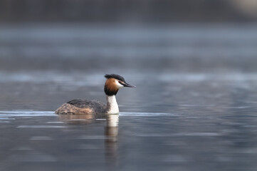 Great crested grebe (Podiceps cristatus) swimming