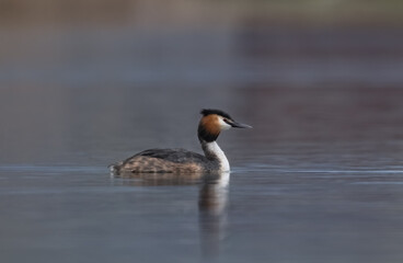 Great crested grebe (Podiceps cristatus) swimming in the pond in spring