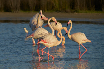 group of common flamingos or pink flamingo (Flamingo) in the natural reserve of the Fuente de Piedra lagoon in Malaga. Spain