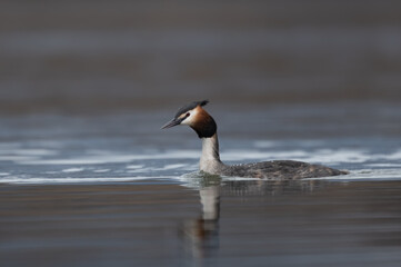 Crested grebe (Podiceps cristatus)