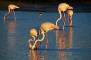group of common flamingos or pink flamingo (Flamingo) in the natural reserve of the Fuente de Piedra lagoon in Malaga. Spain