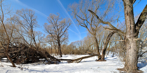 Spring walk through the forest, beautiful panorama.