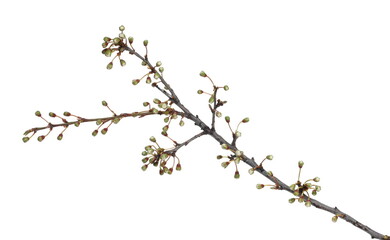 Blooming fruit tree, flowers and buds in spring isolated on white background, with clipping path