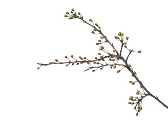 Blooming fruit tree, flowers and buds in spring isolated on white background, with clipping path