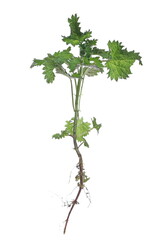 Young nettle plant with leaves, stem and root in spring isolated on white background, clipping path