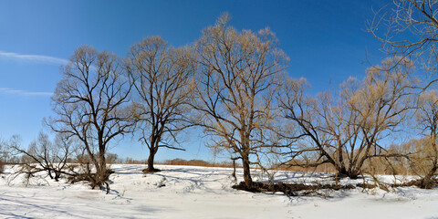 Spring walk through the forest, beautiful panorama.