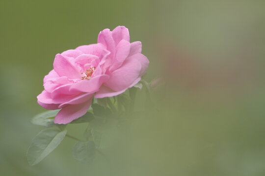 A close up image of a Pink Rose grown in home backyard