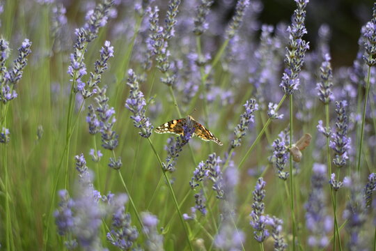 Mariposa de la especie Vanesa de los cardos (Vanesa cardui) libando sobre flores de lavanda en Brihuega, Espa&ntilde;a