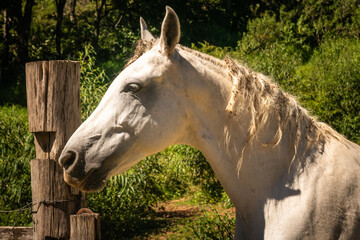 Cavalo branco