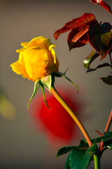 Obraz premium The Yellow Rose