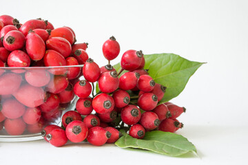 Rose-hips or wild rose berries isolated on a white background.