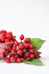 Rose-hips or wild rose berries isolated on a white background.